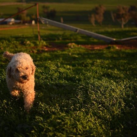 Wantana Cottage Farmstay Boorowa Bagian luar foto
