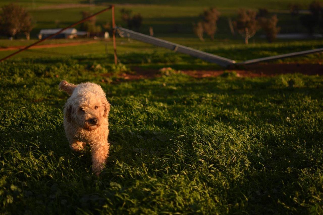Wantana Cottage Farmstay Boorowa Bagian luar foto